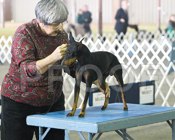 Manchester Terrier - 0019