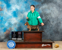 Dachshund Wirehaired #25 Fri WDBOWMOHBOB Judge Gloria Kerr