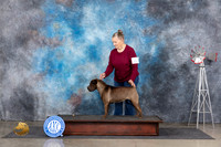 Chinese Shar Pei #6 Thur see card
