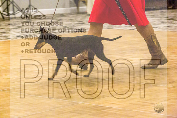 Manchester Terrier MTOY Candids-JJL_2306-Hstn2022_HR3