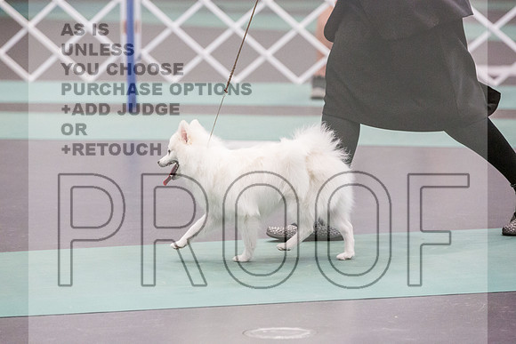 American Eskimo Rings Fri Ring 1_JJL_7640_UKCLNGVIEWOCT2024_2024_HR3