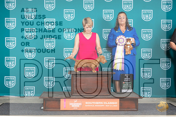 Dachshund Lonnghaired #166 Sat PBIS Judge Valerie Piltz__JP_6537_BatesvilleMS_2024_HR3