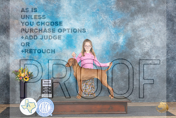 Vizsla #J401 Sun BJr Judge Edy Dykstra-Blum__JP_0037_Abilene_2024_HR3