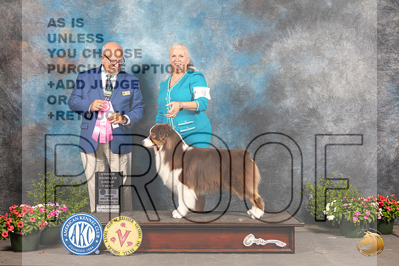 Australian Shepherd #9 Sat OHBOBSD Judge Michael Canalizo_MJ_0207_SA_2022_HR3