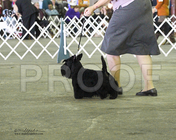 Scottish Terrier - 0003-4