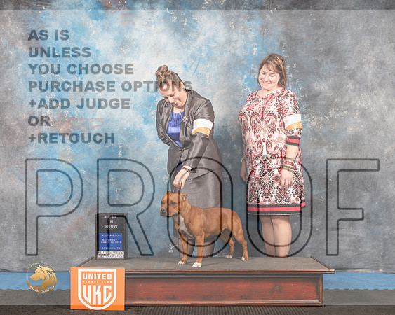 Staffordshire Bull Terrier #221 S1 BIS Judge David Arthur_MMJ_6346_Addison2022_HR3