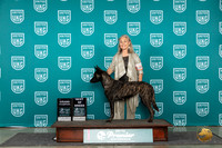 Dutch Shepherd #107 Sat BOB Judge Rick Gann