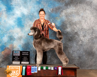 Poodle Std #154