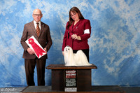 Maltese #6 Sat G2 Tillery Valerie & Johnnie Tillery Taste Judge Edd Bivin