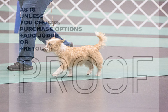Portuguese Podengo Fri Ring 1_JJL_5153_UKCLNGVIEWOCT2024_2024_HR3