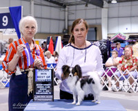 Papillon #12 Sun Maj BOW Uriarte Marichin C Judge M Kniola +A1