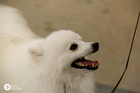 American Eskimo Dog Sun Ring