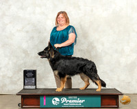 German Shepherd Dog #1143 Sun RACEN CA