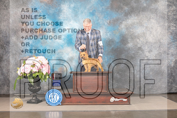 Norwich Terrier #15 Sun WBBOW Judge Steve Keating_MJ_7657_Houston_2022_HR3