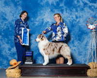 Australian Shepherds #5 Sun G1 Baldwin Arlette Judge Mrs Linda Scanlon