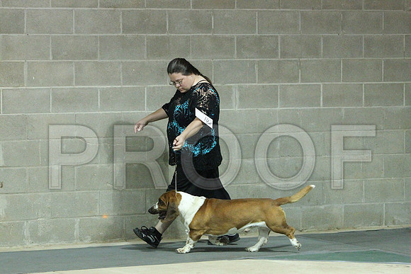 BassetCCL_1379LR