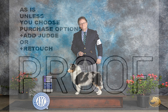 Shetland Sheepdog #7 Sun WD Judge Wendy G Willhauck__JP_6023_San Antonio_2024_HR3