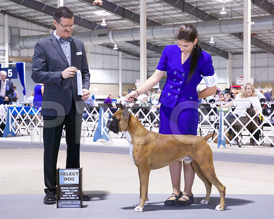 Boxer #19 Sun SEL Rosslynn R Gonzalez & Tina Starr Agent Tina Starr Judge D Vice Edit Win Board  - 17e-8x10