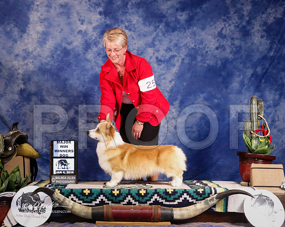 CorgPW-1729-GRJan14-HR