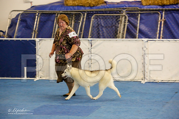 _M3_8821-AddisonHuskyMar2015-HR3