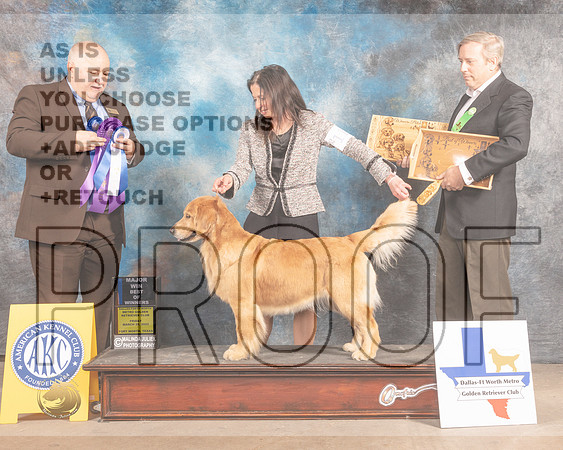 Golden Retriever #118 Fri BOW Judge Gordon Hayburn-MMJ_7535-FW2022-HR3