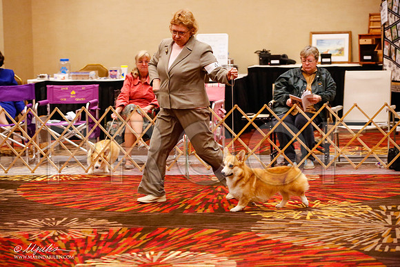 _JJ_9645-HstnCorgiFeb2015-HR3