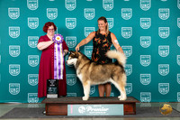 Alaskan Malamute #1301 Sat ABIS Judge Tracie Karsjens