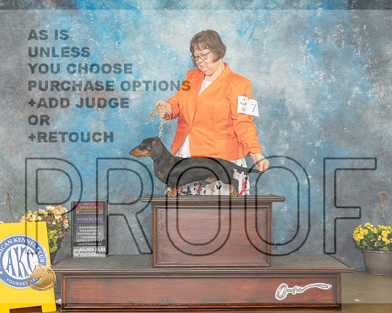 Dachshund Wirehaired #7 Thur BOSWD Judge Eugene Blake-MMJ_8609-NWARK2022-HR3