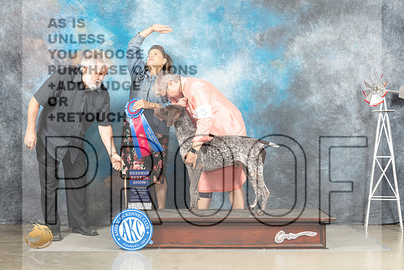 German Shorthaired Pointer #5 Fri RBIS Judge Joan Liebes_MJ_4214_Amarillo_2022_HR3