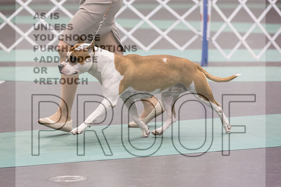 American Pit Bull Terrier Rings Sat_JJL_9633_UKCLNGVIEWOCT2024_2024_HR3