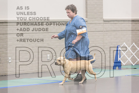 American Pit Bull Terrier Rings Fri Ring 1_JJL_6984_UKCLNGVIEWOCT2024_2024_HR3
