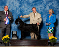 Giant Schnauzers #5 Fri RWD Yazycy Sercin Janine Starink Judge Mr Douglas R Holloway