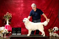 Golden Retreiver Sun S2 New Int'l Ch Eugeni Kovachev