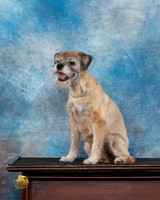 Border Terrier #? Thur Arlis 15yo
