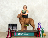 Chesapeake Bay Retriever #869 Sun