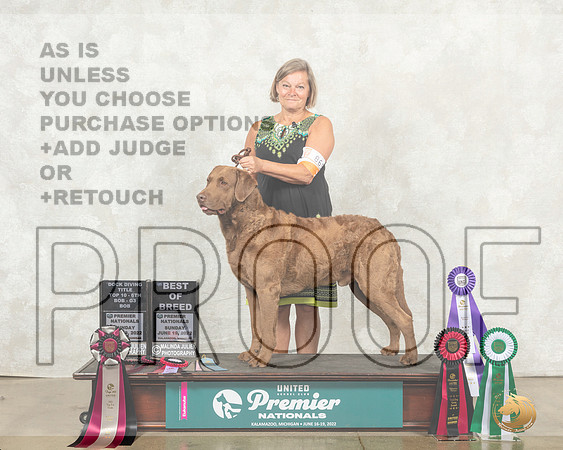 Chesapeake Bay Retriever #869 Sun__MJ_9525_Premier_2022_HR3