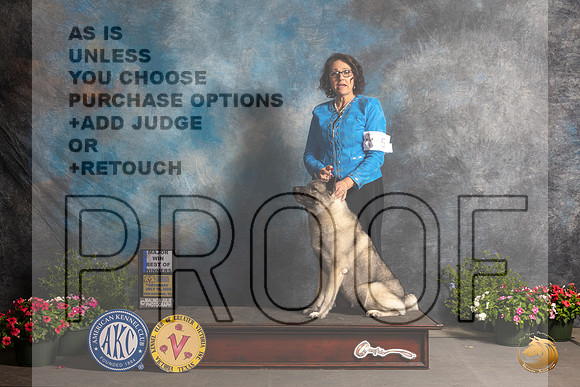 Norwegian Elkhound #? Thur BOW Judge Anne Bolus_MJ_0134_SA_2022_HR3