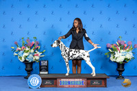 Dalmatian #9 SAT WD BOW M Judge Sandra Lex