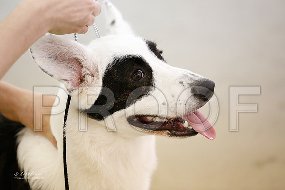 Corgi-3735-CntnOct13-HR