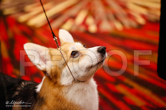 _JJ_0555-HstnCorgiFeb2015-HR3