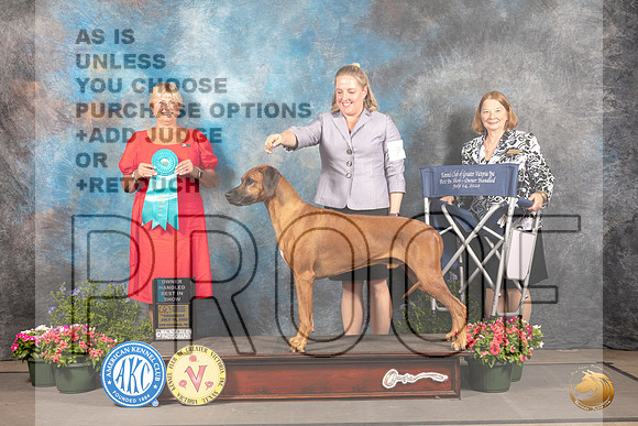 Rhodesian Ridgeback #7 Thur OHBIS Judge Debra Thornton_MJ_0002_SA_2022_HR3