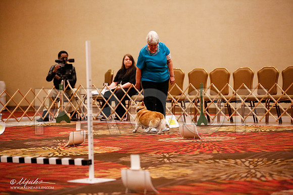 _JJ_7256-HstnCorgiFeb2015-HR3