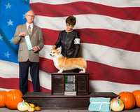 Pembroke Welsh Corgis #8 Sat OH BiS Your Marian J Judge Mr Allen L Odom