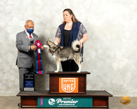 Alaskan Klee Kai #118 Wed COC Judge Stan Matsumoto