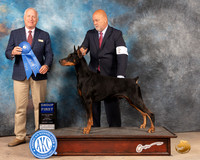 Doberman Pinshcer #23 Sun G1 Judge Eric Liebes