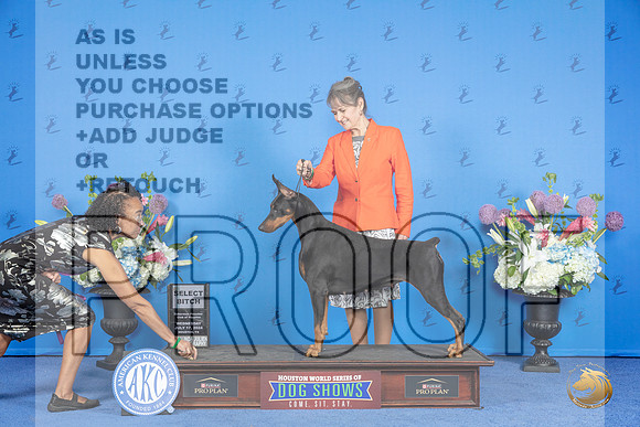 Doberman #48 WED SB Judge Alisa Brotherhood__JP_0258_Houston_2024_HR3
