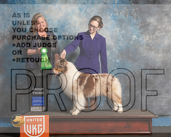 Australian Shepherd #183 Sat2 Judge Tracey Kallas_MMJ_6431_Addison2022_HR3