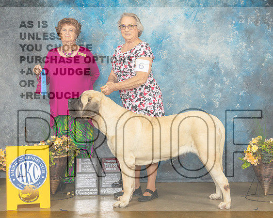 Mastiff #6 Thur BOSWBOHBOB Judge Carol Jean Nelson-MMJ_8582-NWARK2022-HR3