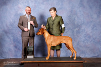 Rhodesian Ridgeback #54 SB