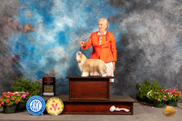 Chinese Crested #6 Thur WBBOS Judge CIndy Lane